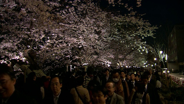 日本东京千鸟胡同里，晚上挤满了樱花树视频下载