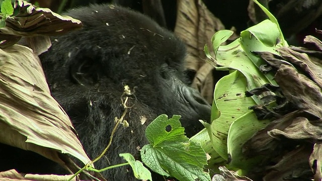 大猩猩吃植物，维龙加国家公园，国家公园，刚果视频下载