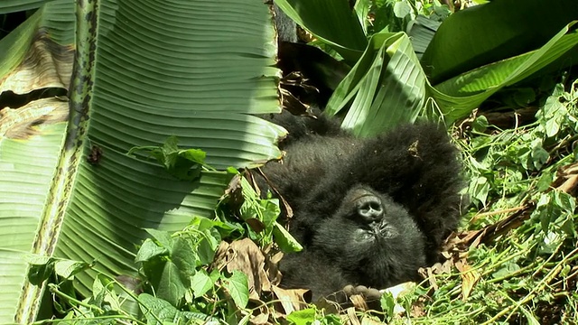 刚果国家公园，维龙加国家公园，大猩猩在地上休息视频下载