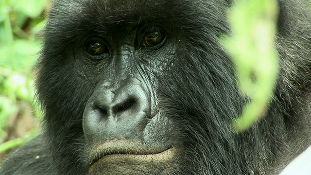 CU大猩猩的脸，维龙加国家公园，国家公园，刚果视频下载