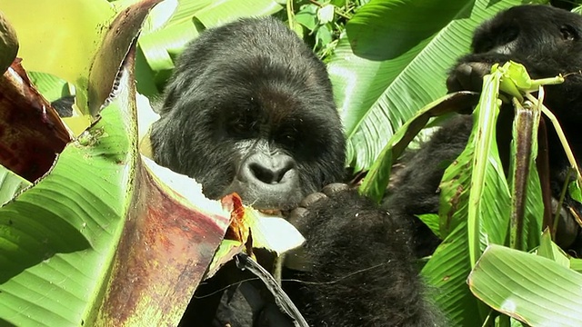 正在吃树叶的大猩猩，维龙加国家公园，刚果国家公园视频下载
