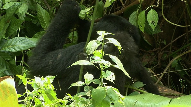 MS成年大猩猩和幼仔采摘植物，维龙加国家公园，国家公园，刚果视频下载