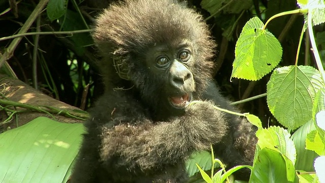 年轻的大猩猩吃灌木，维龙加国家公园，刚果国家公园视频下载