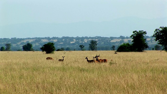 刚果国家公园维龙加国家公园草原上的WS LS鹿视频下载