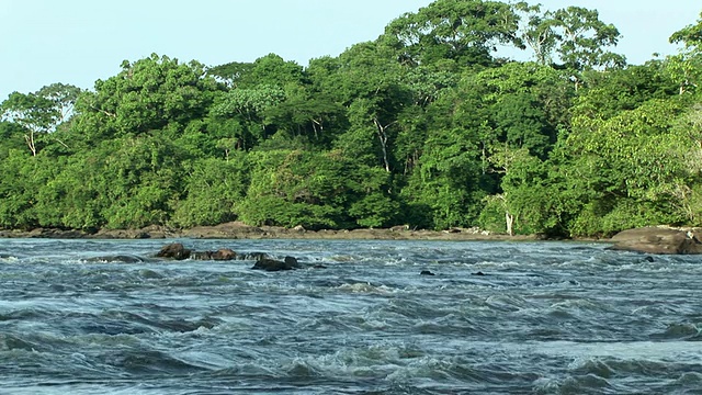 WS河和植被，维龙加国家公园，刚果国家公园视频下载