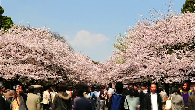 樱花盛开的上野公园，东京，日本视频下载