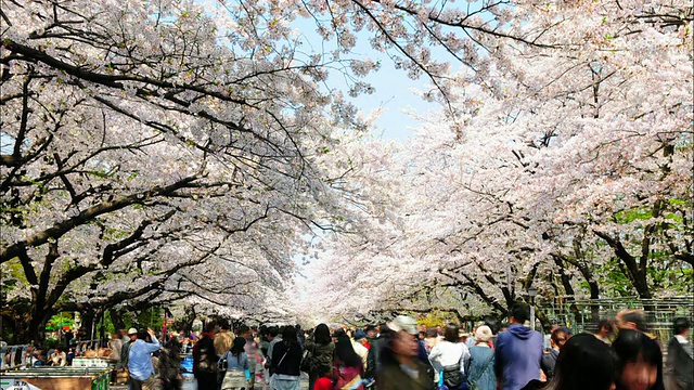 花团锦簇的人群在上野公园，东京，日本视频下载