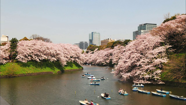 T/L WS HA船在河上的千鸟湖公园樱花盛开，日本东京视频素材
