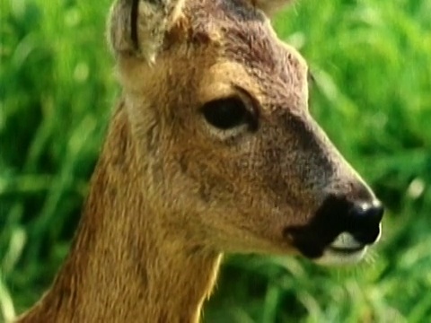 1983年，近距离观看鹿的叫声视频素材