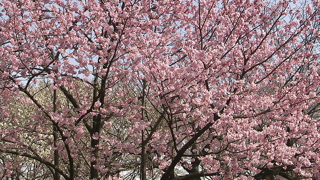 日本东京，在公园和樱花里的WS TU人视频下载