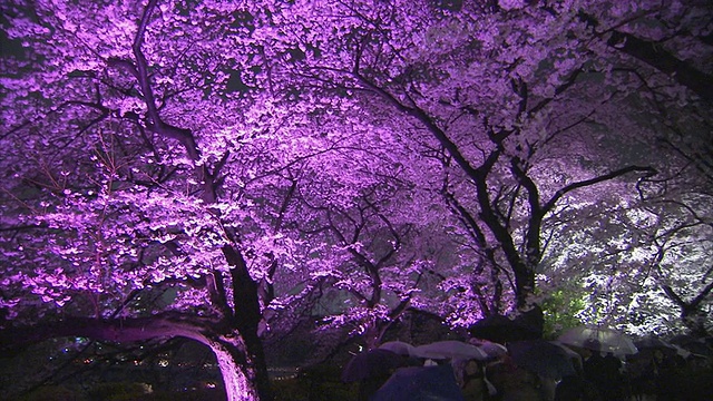 日本东京，人们在公园里撑着雨伞，盛开着樱花视频下载