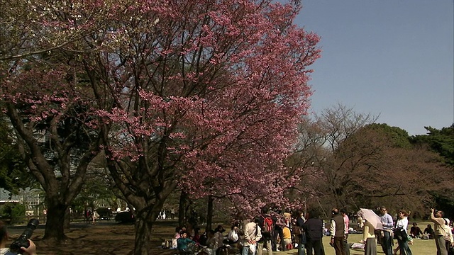 日本东京，公园里的人们包括新婚夫妇视频下载