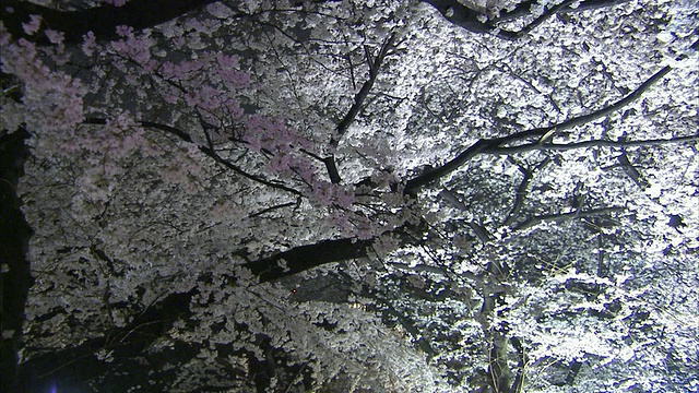 MS TU人们在樱花公园，东京，日本视频下载