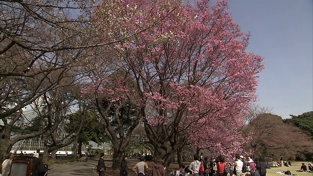 樱花树和摄影师在公园，东京，日本视频下载