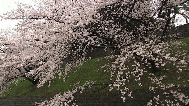 日本东京，从船上看樱花盛开的WS POV公园视频下载