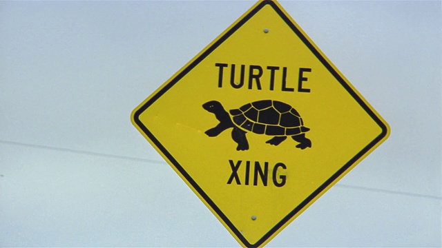 近距离观察海龟穿越标志视频下载