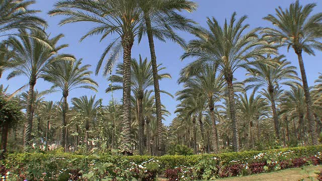 WS PAN棕榈花园与小巷通往蒙塔扎宫，埃及亚历山大视频素材