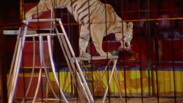 中型射击训练师在墨西哥的Circo Atayde Hermanos命令老虎在笼子里跳跃视频下载