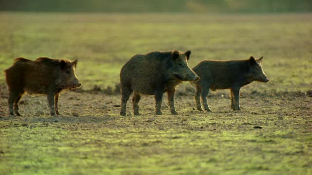 中等镜头的野猪站在西班牙的田野上视频素材