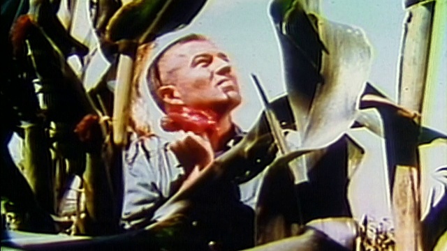1968年，一位中等个头的农民在检查高高的玉米，并用手帕擦拭额头视频下载