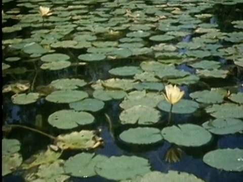 1985年，中型拍摄的独木舟视角通过百合覆盖的池塘视频下载