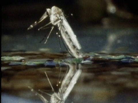 1985年，近距离观察从池塘表面孵化的蚊子视频下载