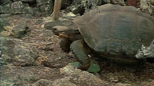 1971年，中等拍摄的巨型乌龟在地面上行走/加拉帕戈斯群岛视频下载