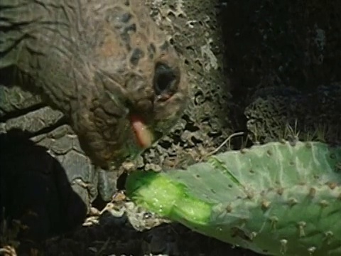 1971年，加拉帕戈斯群岛，巨型陆龟的头在地面上吃一大块仙人掌视频下载