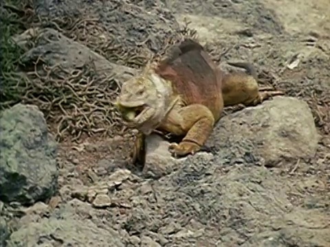 1971年，中等拍摄的大型鬣蜥在岩石上行走，吃地面上的黄花/加拉帕戈斯群岛视频下载