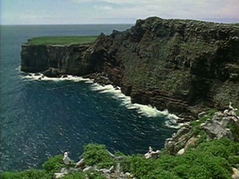 1971广角镜头，海鸥在前景中飞翔，海水在多岩石的海岸上破浪/加拉帕戈斯群岛视频下载