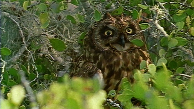 1971年，在加拉帕戈斯群岛的树上坐着眨眼的中镜头短耳猫头鹰视频下载