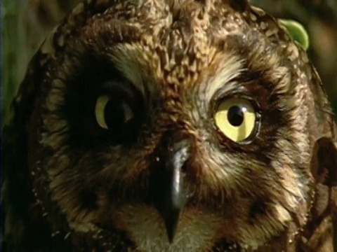 1971年，短耳猫头鹰眨眼睛的特写/加拉帕戈斯群岛视频下载