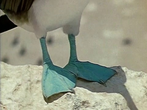 1971年，近距离的蓝脚鲣鸟栖息在岩石上/抬起一只脚/加拉帕戈斯群岛视频下载