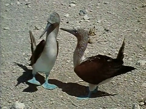 1971年，中等拍摄的蓝脚鲣鸟进行交配仪式/加拉帕戈斯群岛视频下载