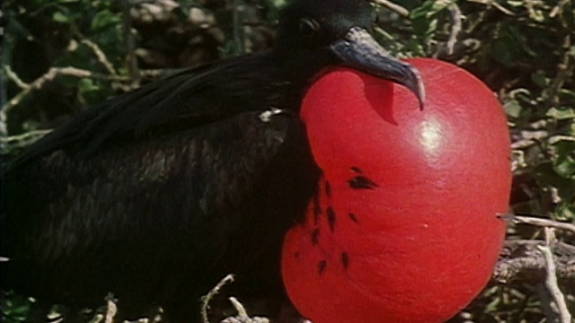 1971年，在加拉帕戈斯岛，雄性军舰鸟的胸部被充气，以进行求爱仪式视频下载
