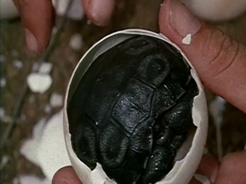 1971年，加拉帕戈斯群岛查尔斯·达尔文研究站，小乌龟在里面剥鸡蛋视频下载