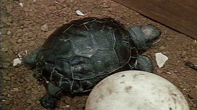 1971年，在加拉帕戈斯群岛的达尔文研究站，一只中等大小的刚孵出的小乌龟正走过未孵出的蛋视频下载