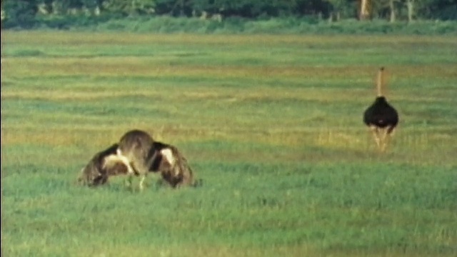 1984长镜头两只鸵鸟在进行交配仪式时展开翅膀和转动头部/坦桑尼亚视频下载