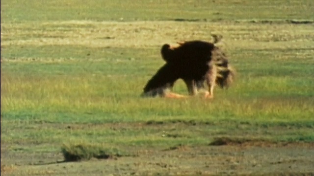 1984广角镜头雄性鸵鸟在交配仪式中跪着，展开翅膀和滚动头部/坦桑尼亚视频下载