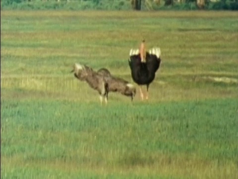 1984年，远射雄性鸵鸟冲向雌性，爬上她的背进行交配仪式/坦桑尼亚视频下载