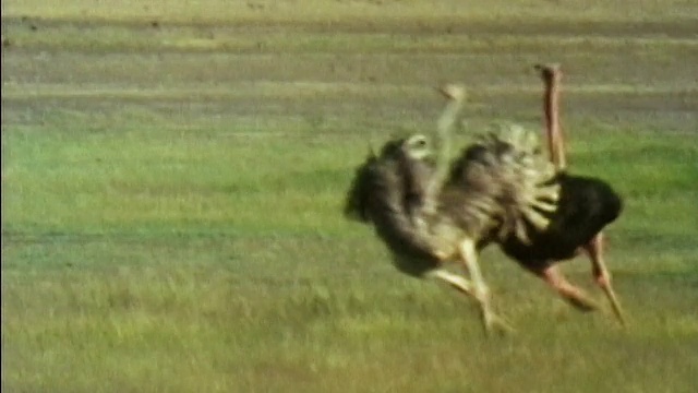 1984年广角跟踪拍摄雄性鸵鸟在绿色的草地上追逐雌性/坦桑尼亚视频下载