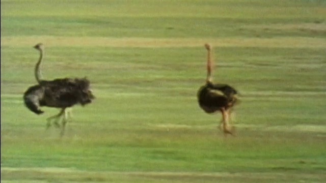 1984年，在绿色的草地上，雄性鸵鸟追逐雌性鸵鸟/坦桑尼亚视频下载