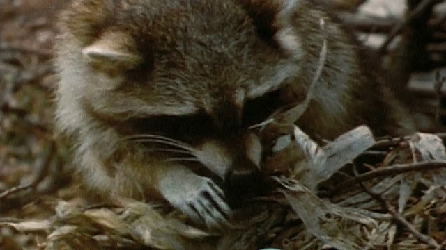 1972年，一只中等个头的浣熊叼起红尾鹰蛋/从巢中掉下蛋视频下载