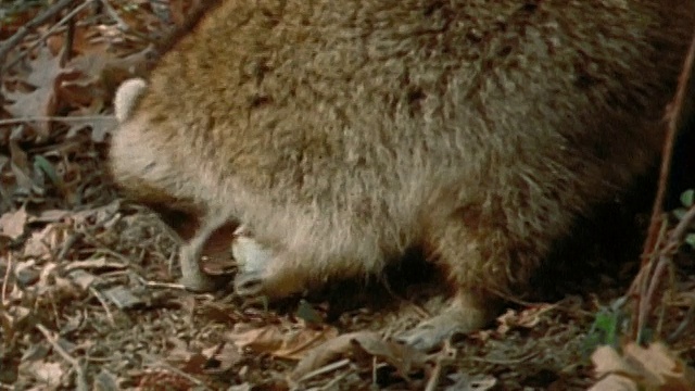 1972年，一只中等个头的浣熊扔下红尾鹰蛋，跑到地上吃东西视频下载