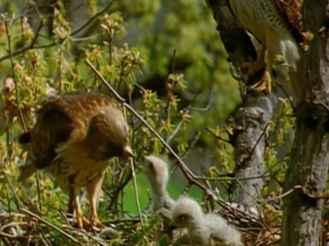 1972年，在观察捕食者时，中梢红尾鹰正在巢中喂养幼鹰视频下载