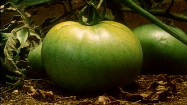 1983年，时间流逝近距离观察番茄在藤上成熟，从绿色变成红色视频下载