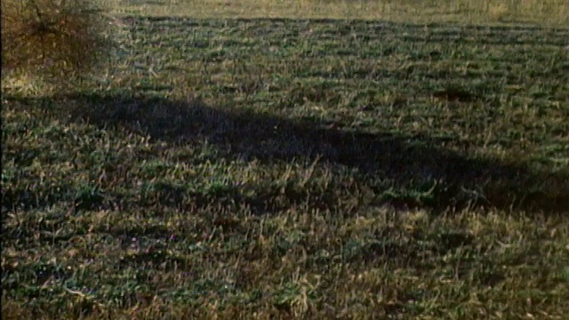 1983年，一株中等大小的风滚草在绿色草地上滚动视频下载