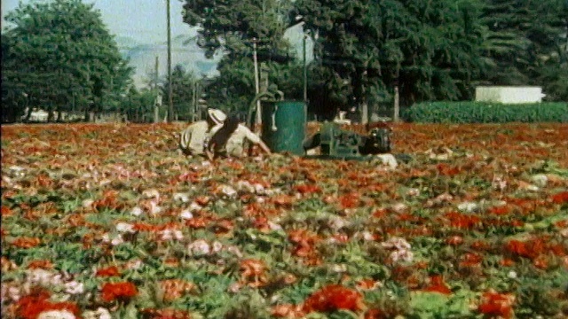 1983年，广角镜头拍摄民工在浇灌红色和粉红色的作物视频下载