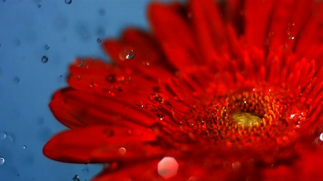SLO MO CU SELECTIVE FOCUS Studio拍摄了落在非洲菊上的水视频素材