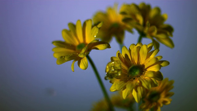 SLO MO CU SELECTIVE FOCUS Studio拍摄的水滴落在黄色雏菊上视频素材